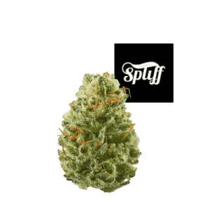 Cannabis bud with Spliff Nation Dispensary logo in the background.