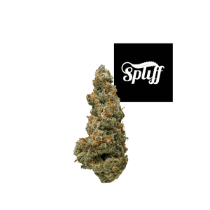 Premium cannabis bud at Spliff Nation Dispensary in DC.