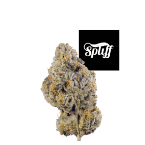 High-quality cannabis bud at Spliff Nation Dispensary, DC.
