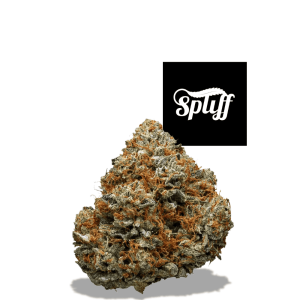 High-quality cannabis bud at Spliff Nation Dispensary in Los Angeles, CA.