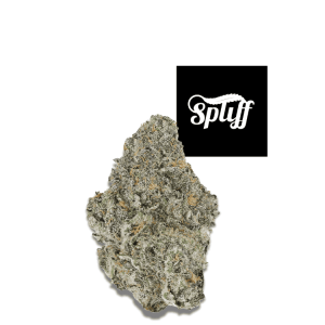 Permanent Marker hybrid cannabis flower 34.3% THC premium exotic bud from Spliff Dispensary Los Angeles